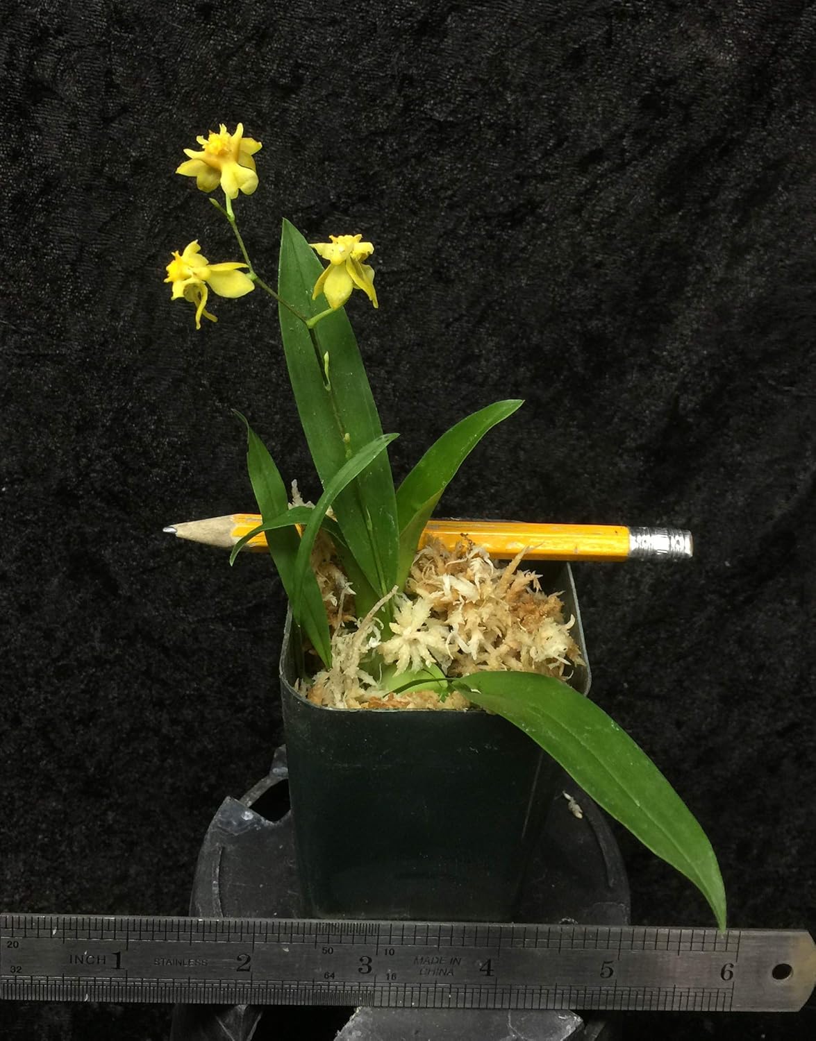-Onc. Twinkle 'Yellow Bird' - Fragrant Blooms Easy to Grow and Bloom! Miniature windowsill-Size, Cool and Warm Tolerant. Yellow Flowered Variety. NOT in-Bud/Bloom When Shipped