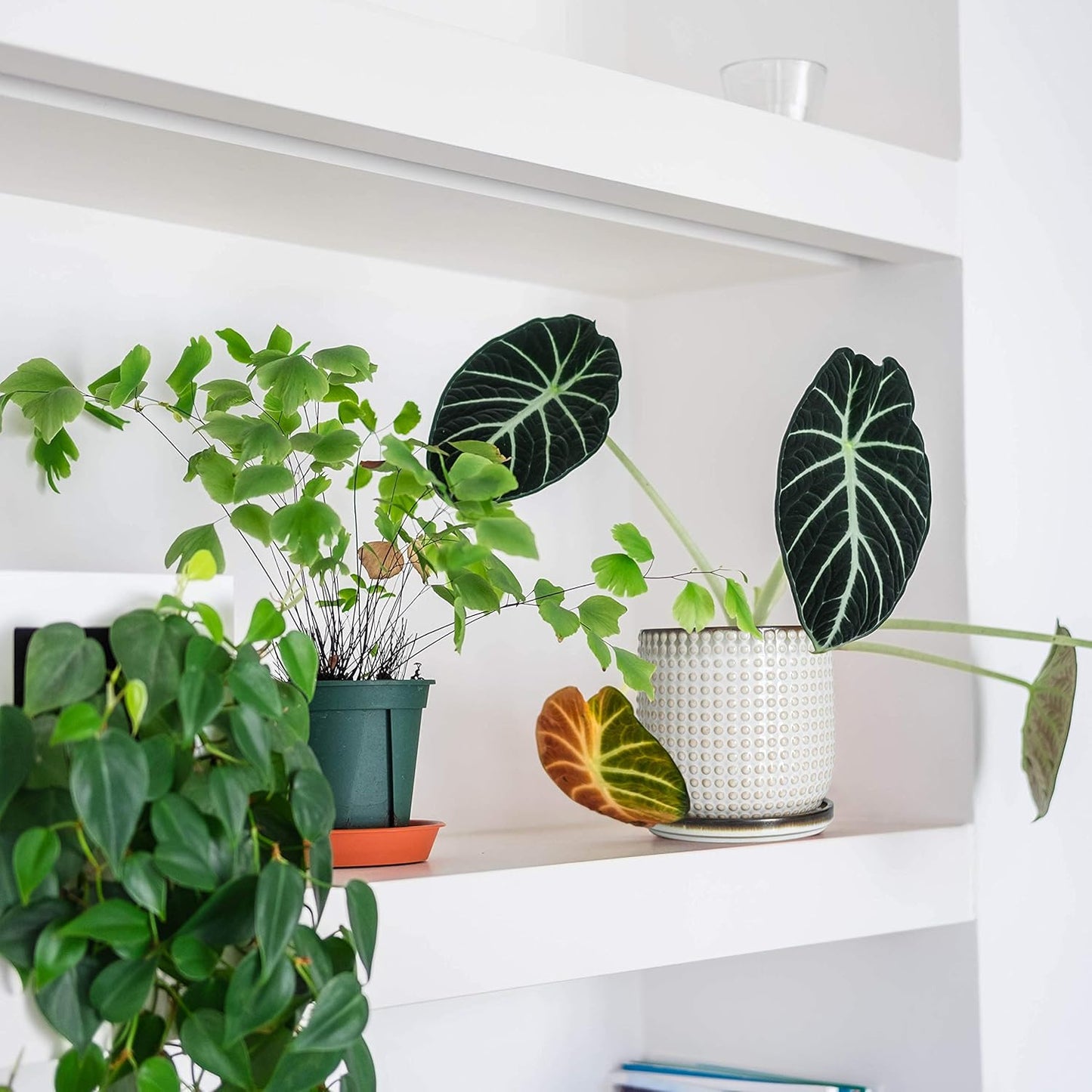 D'vine Dev Set of 2 Ceramic Plants Pots, 4 Inch Beaded Stoneware Flower Pot for Plants with Drainage Hole and Saucer, Smoked White, 27-E-Z-1