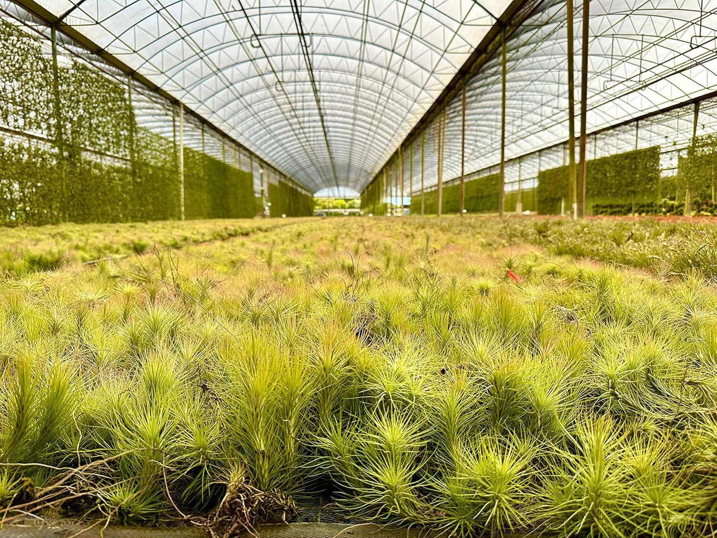 Air Plants - Tillandsia Funckiana, Large 5" - 1ct - Live Arrival Guaranteed - House Plants for Home Decor & Gift