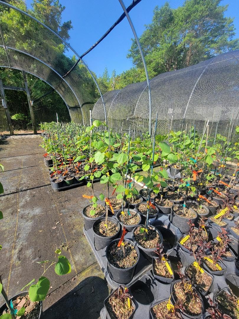 Eastern Redbud Tree (Cercis) - Live Plant - (2.5 QT)