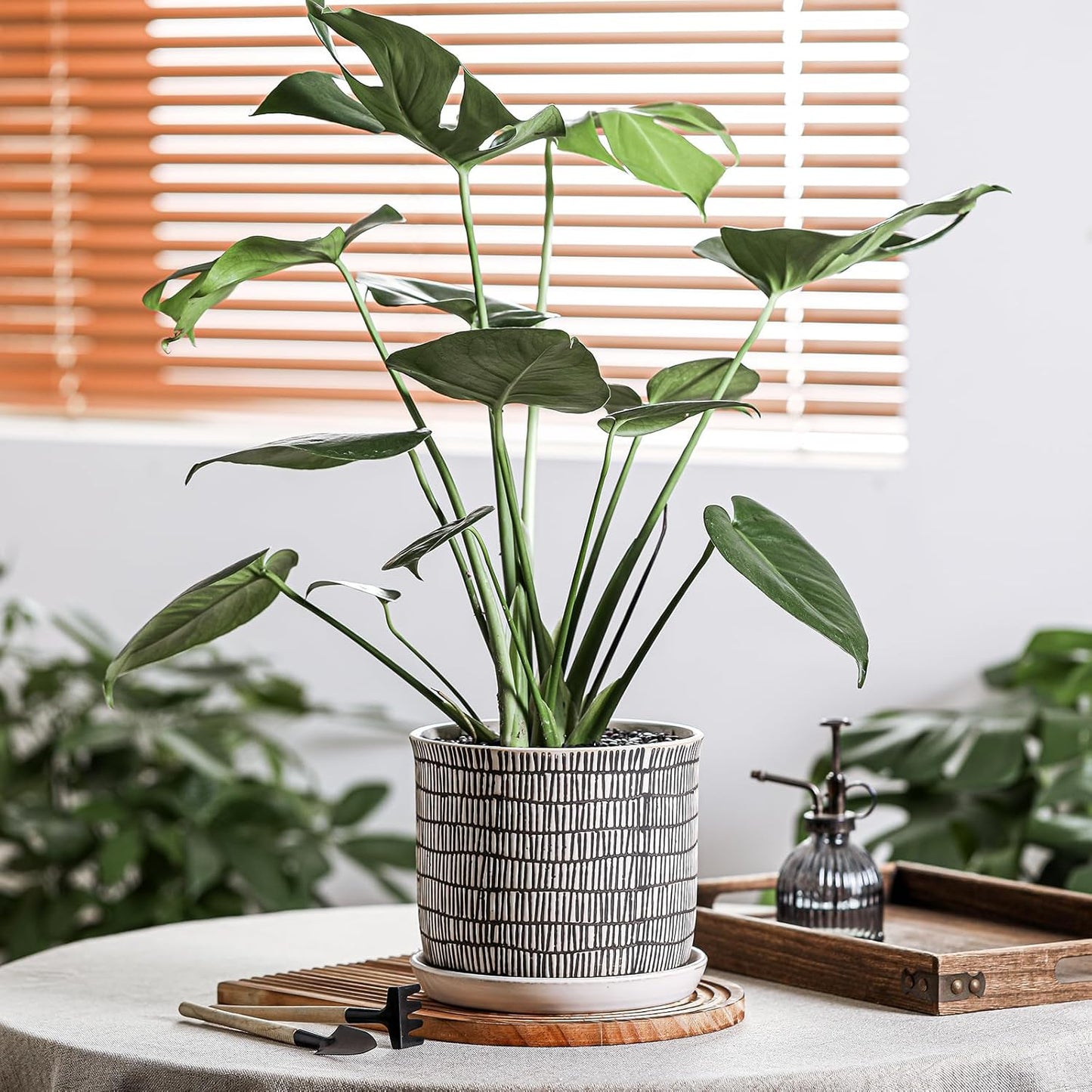 8 Inch Plant Pot: Ceramic Planter with Drainage Hole & Saucer - Cylinder Flowerpot for Indoor & Outdoor Plants - with Separate Tray for Home & Office - Striped Design