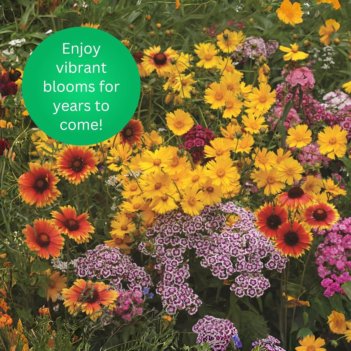 Earth Science Perennial Wildflower Mix - 3-in-1 Formula with Premium Wildflower Seeds—6 lb— Plant Food and Soil Conditioners - Non-GMO, Natural Ingredients