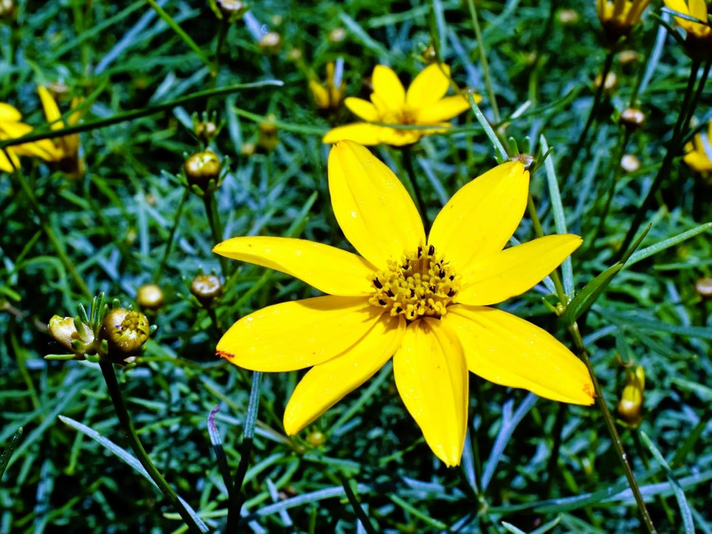 Greenwood Nursery: Live Perennial Plants - Moonbeam Tickseed + Coreopsis Verticillata - [Qty: 5X Pint Pots] - (Click for Other Available Plants/Quantities)