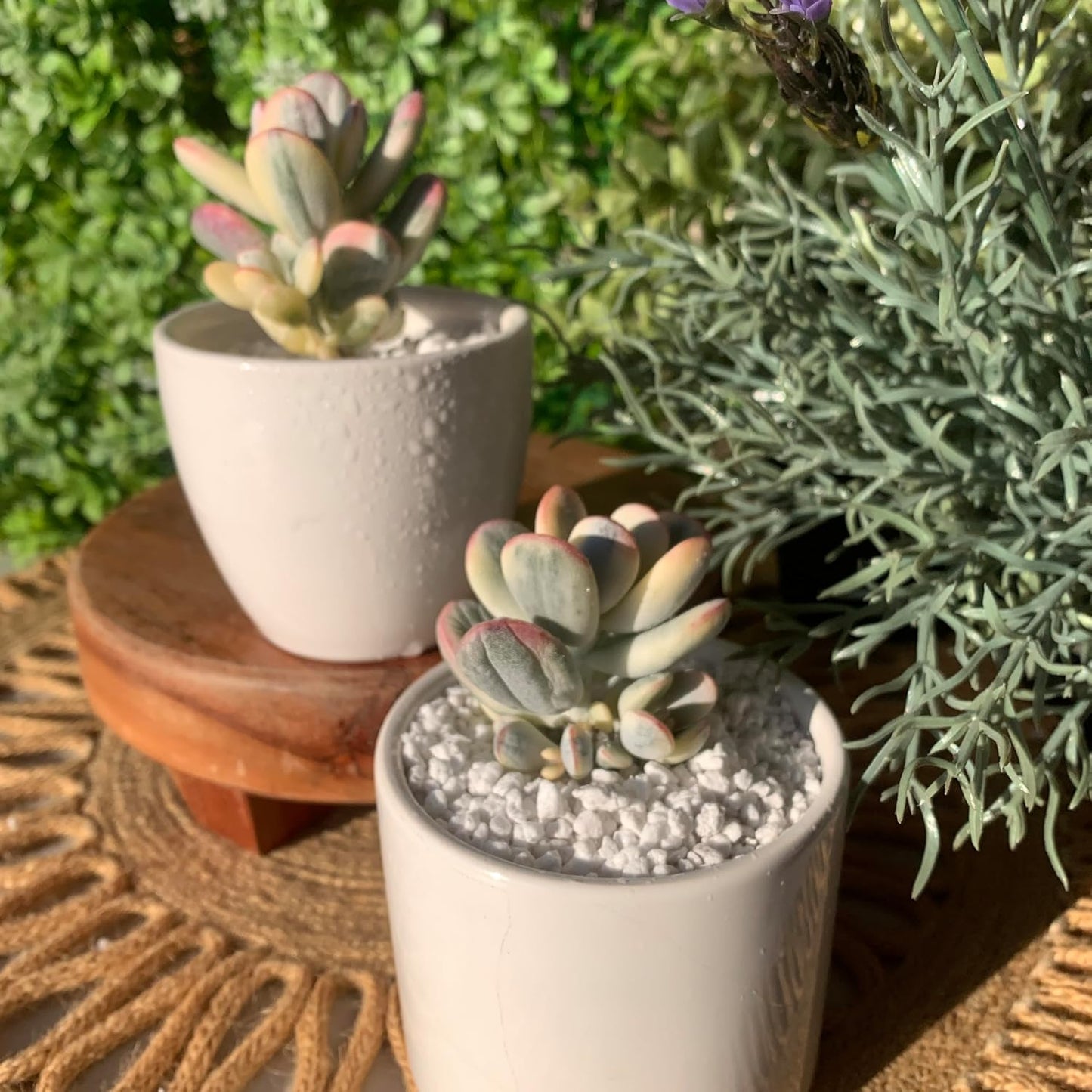 FWPP Live Succulents Plants Cotyledon Orbiculata cv. Variegated 2.5 inches,Rare Succulents Bare Root Without Pot Soil, Live Plants Indoor Office Decoration Wedding and Gift