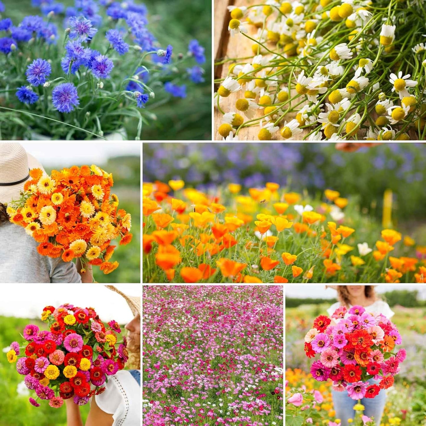 Eden Brothers Field Day Flower Mixed Seeds for Planting, 5 lb, 2,400,000+ Seeds with Zinnia Lilliput, Calendula Mix | Attracts Pollinators, Plant in Spring or Fall, Zones 3, 4, 5, 6, 7, 8, 9, 10