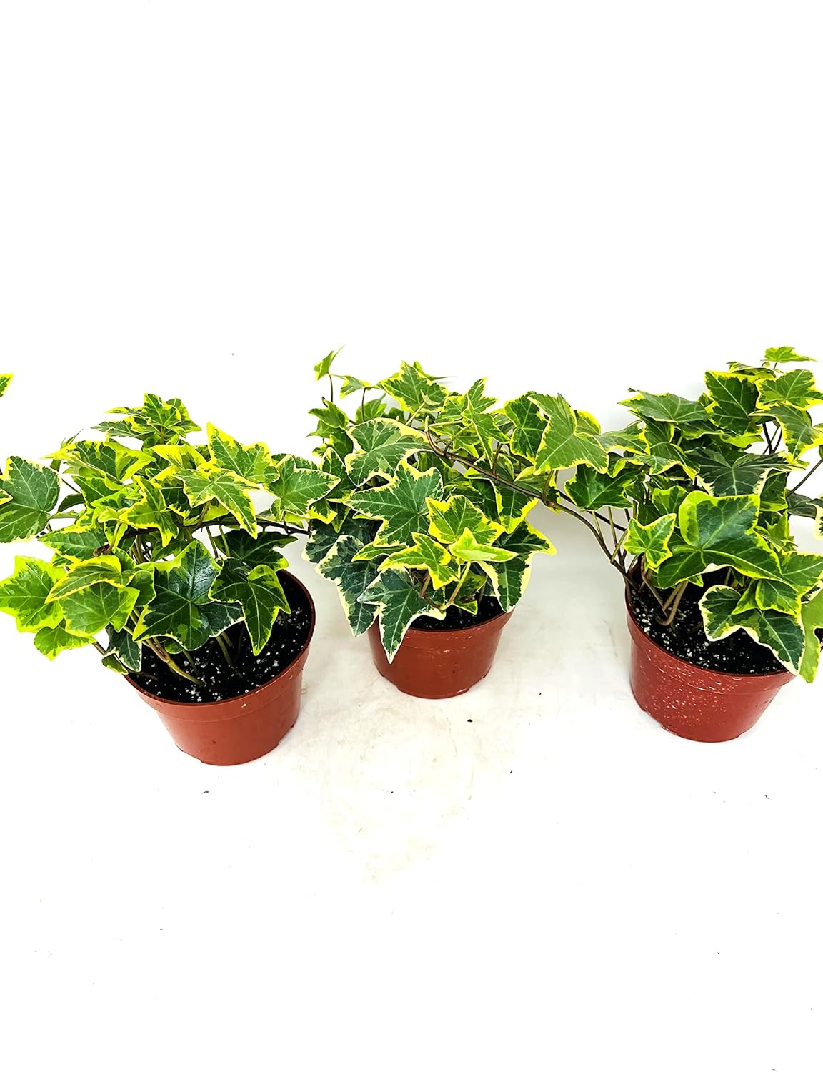 Gold Child English Ivy -3 Pack 3'' pots -Groundcover House Plant