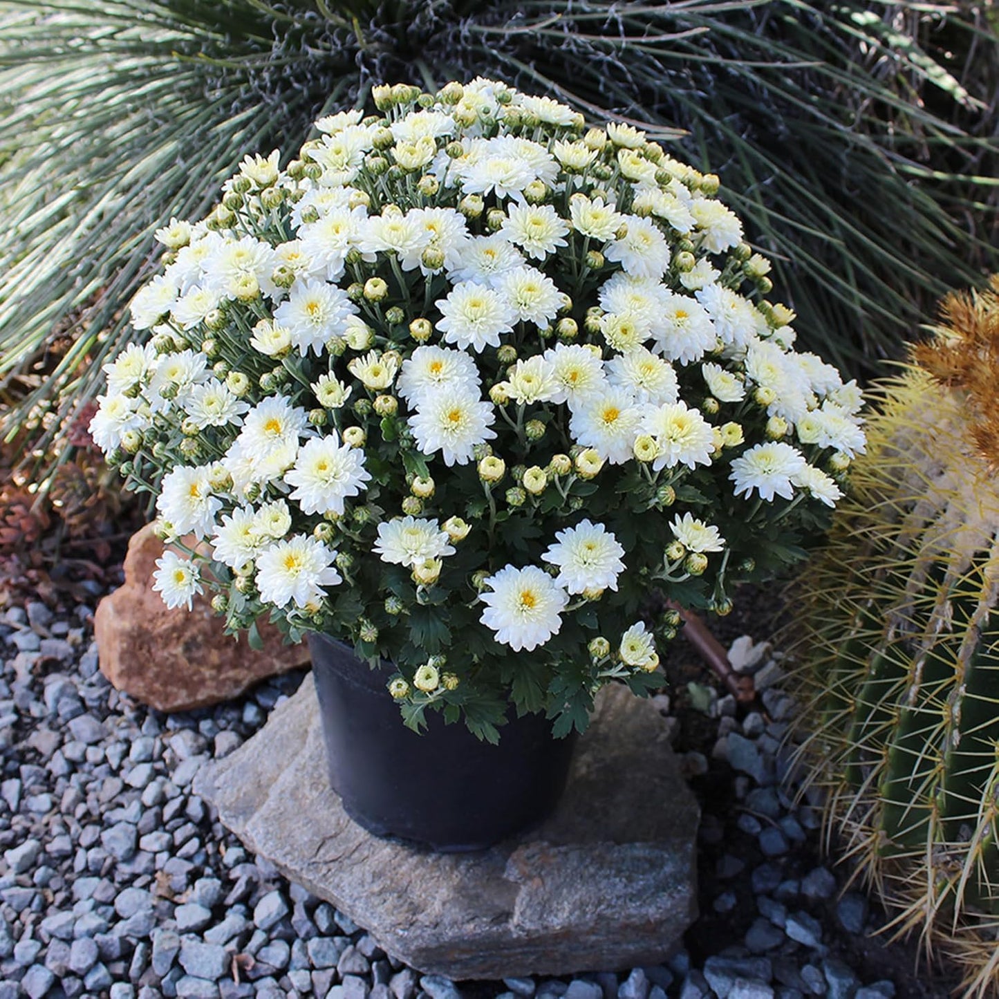 Altman Plants White Chrysanthemum Plant in 1 Gal Grower Pot, Garden Mum, Flowering Plants Outdoor Plants Live Mums, Real Outdoor Plants, Patio or Porch Flowers for Fall, Easy Care