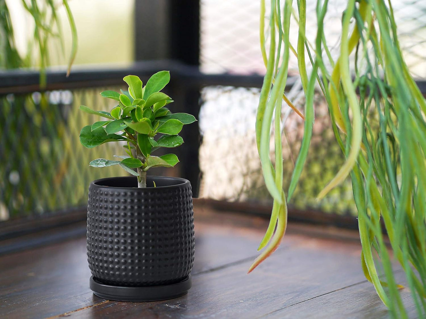 D'vine Dev Set of 2 Ceramic Plants Pots, 4 Inch Beaded Stoneware Flower Pot for Plants with Drainage Hole and Saucer, Ebony Matte, 27-E-Z-6