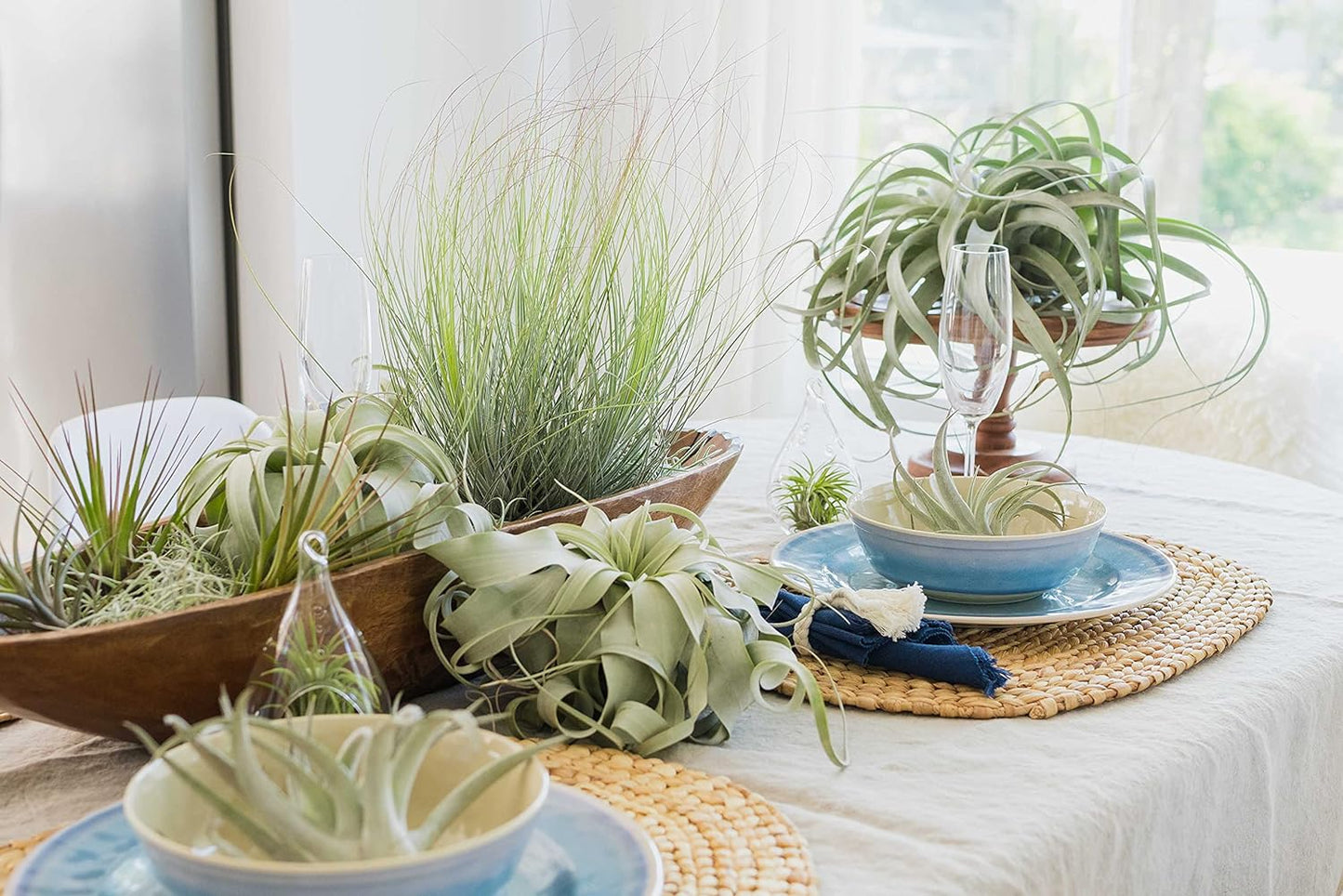 5 Pack of Classic Air Plants Variety - Live Succulent House Plants - Available in Wholesale and Bulk - Home and Garden Decor - Easy Care Indoor/Outdoor Air Plant