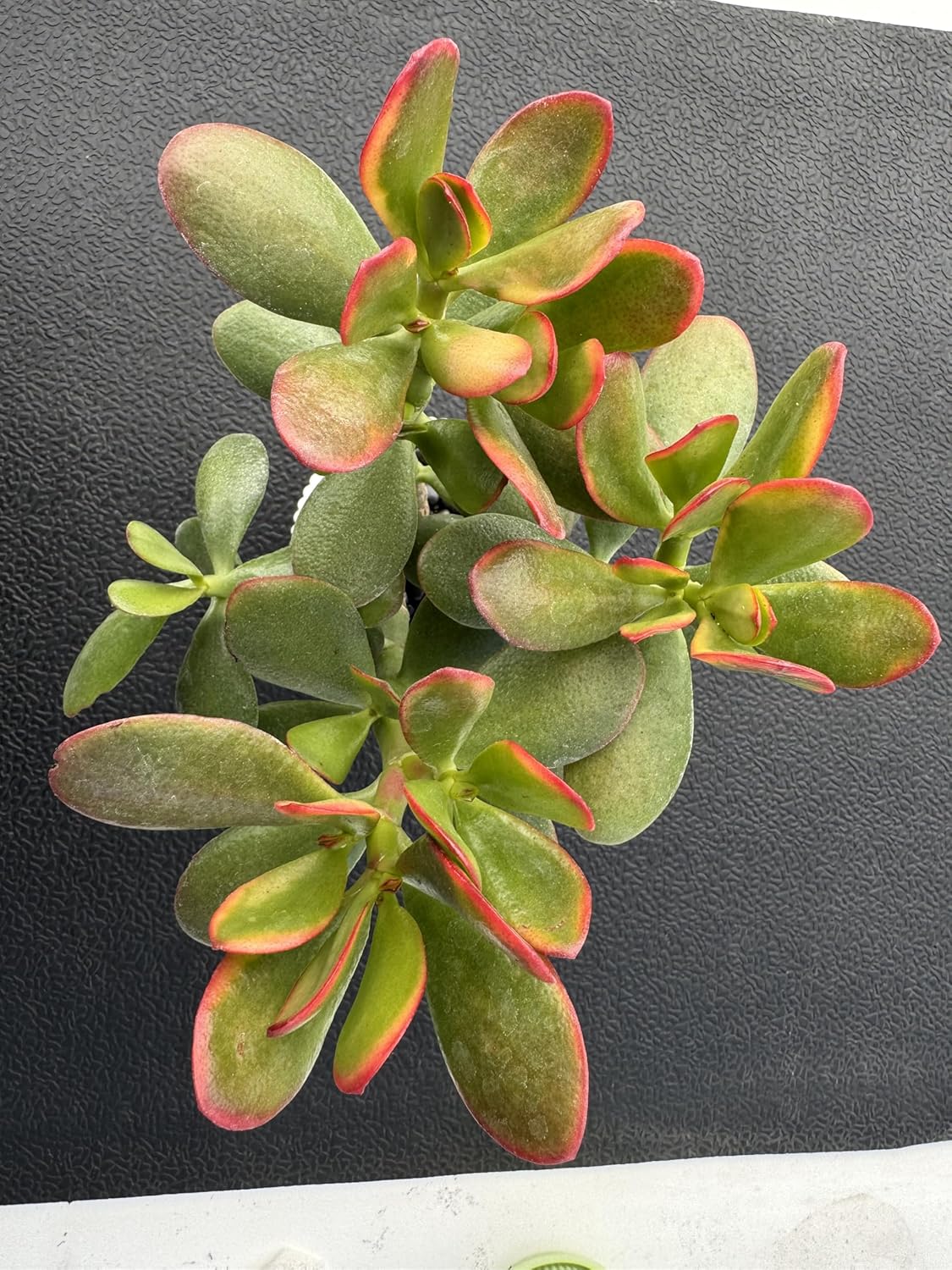 Golden Jade with White Stripe Pot, Live Crassula Ovata 'Hummel Sunset' Succulent, Rare Cute Plant, Home Office Décor