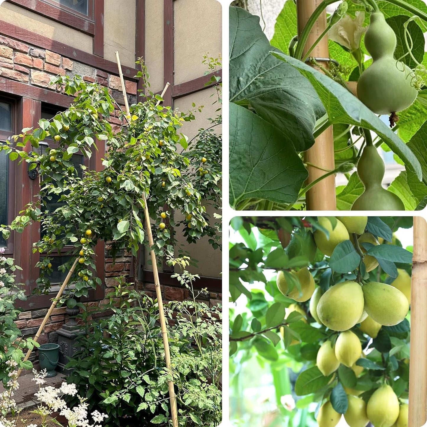 8FT Bamboo Stakes Plant Stakes 1 Inch Thick Diameter Garden Stakes Heavy Duty for Plant Support Outdoor Climbing Plants Support Gardening Stakes 10 Pack