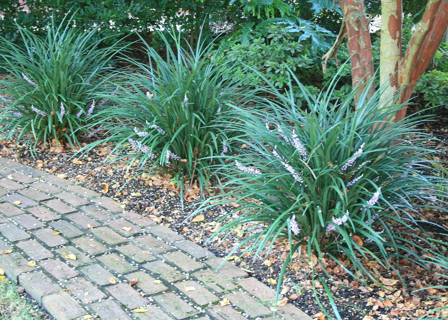 Evergreen Giant Liriope Muscari - 20 Live Plants - Drought Tolerant Low Maintenance Evergreen Groundcover Grass