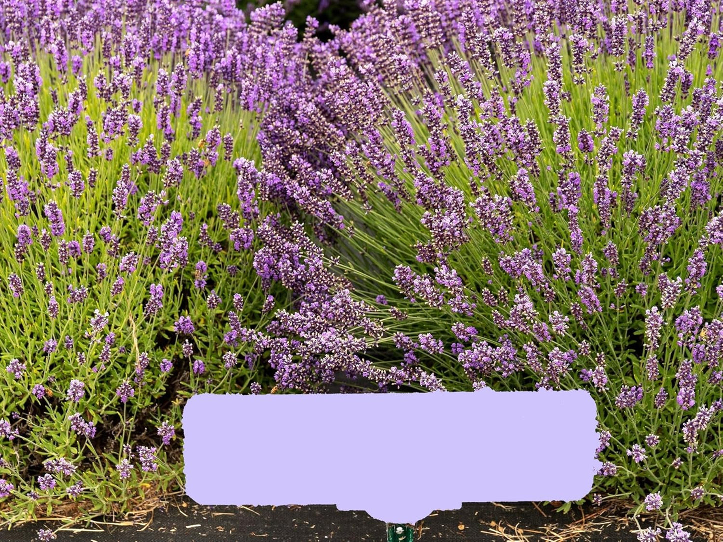 Greenwood Nursery: Live Perennial Plants - Royal Velvet Lavender + Lavandula Angustifolia - [Qty: 2X Pint Pots] - (Click for Other Available Plants/Quantities)