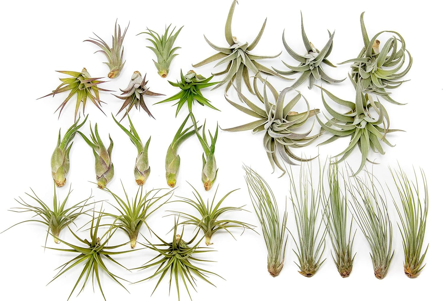 25 Pack of Classic Air Plants Variety - Live Succulent House Plants - Available in Wholesale and Bulk - Home and Garden Decor - Easy Care Indoor/Outdoor Air Plant