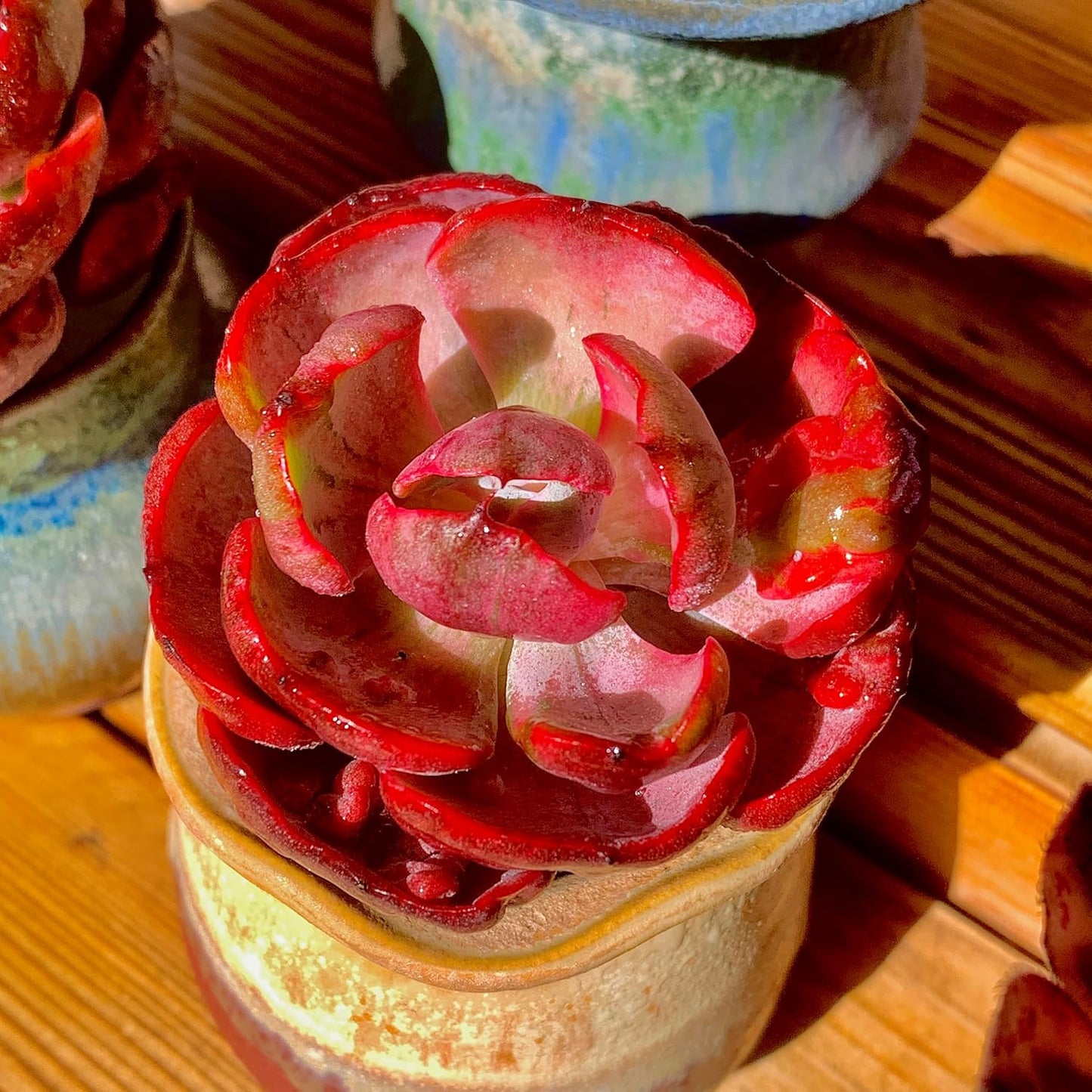 FWPP Cotyledon orbiculata ‘Variegated Heart of Moon’Live Succulent Plant in 2 Inch Pot, Red-Edged Variegated Leaves, Fully Rooted Easy Care Houseplant, Great Gift for Plant Lovers & Indoor Decor