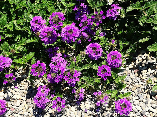 Greenwood Nursery: Live Perennial Plants - 'Homestead Purple' + Verbena Canadensis - [Qty: 2X Pint Pots] - (Click for Other Available Plants/Quantities)
