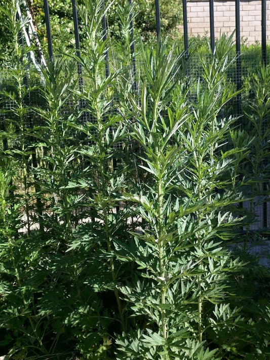 6 Fresh 16" Branches w/Leaves Organic Mugwort Herb Wicca Artemisia Vulgaris 艾草