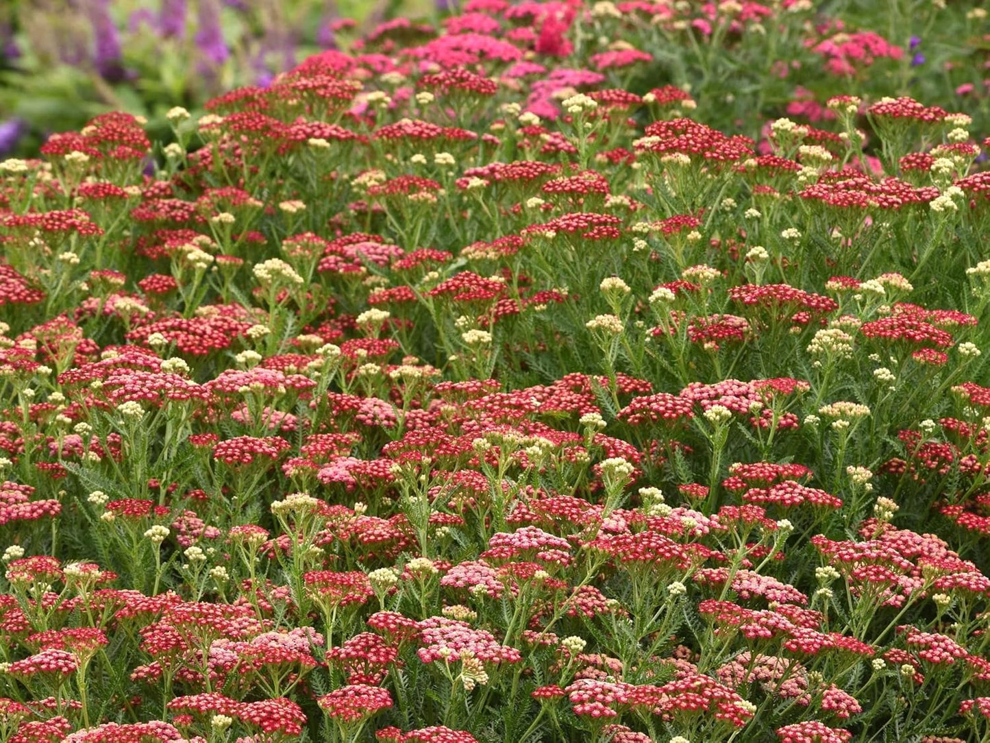 Greenwood Nursery: Live Perennial Plants - Achillea New Vintage Red Yarrow - [Qty: 1x Pint Pot] - (Click for Other Available Plants/Quantities)