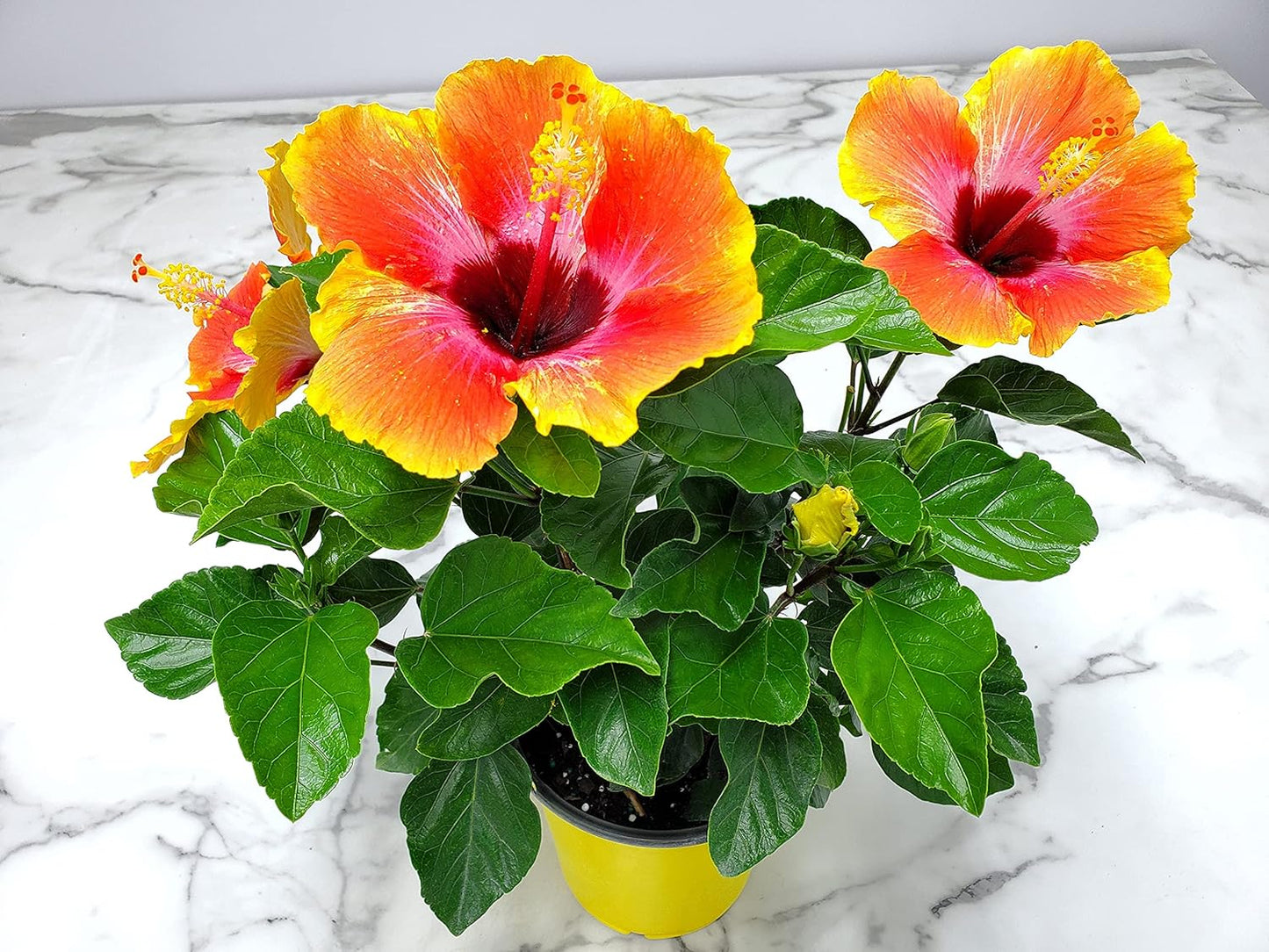 Fiesta Hibiscus Bush - Live Hibiscus Flowering Plant - Tropical Flower Plant - 1 Gallon Planter - Overall Height 10" to 14" - Tropical Plants of Florida (Plant Only)