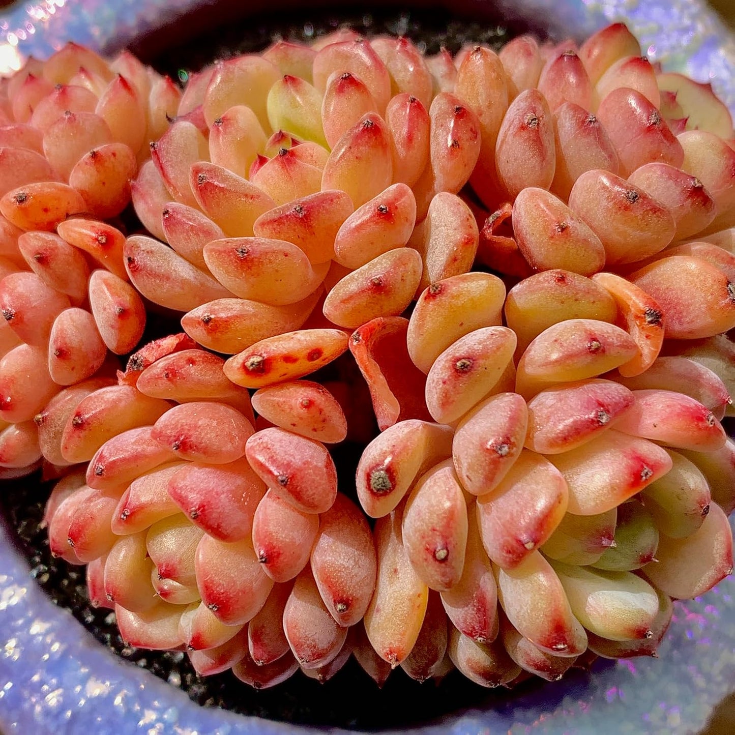 FWPP Suculentas Plant Live Echeveria Hani,Real Succulents Plants Live Red 3 inches Mini Succulents,Bare Root Without Pot Soil,Rare Succulent Plants Live Office Decoration Wedding and Gift