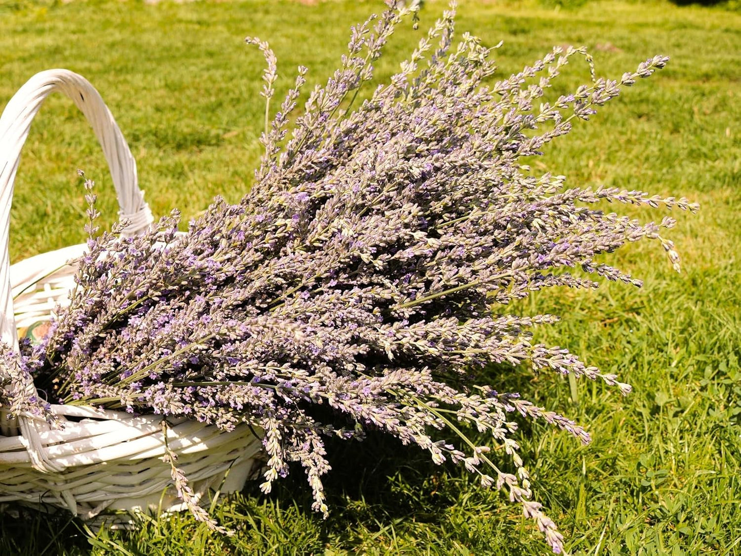 Greenwood Nursery: Live Perennial Plants - Grosso Lavender + Lavandula x Intermedia - [Qty: 1x 3.5 Pot] - (Click for Other Available Plants/Quantities)