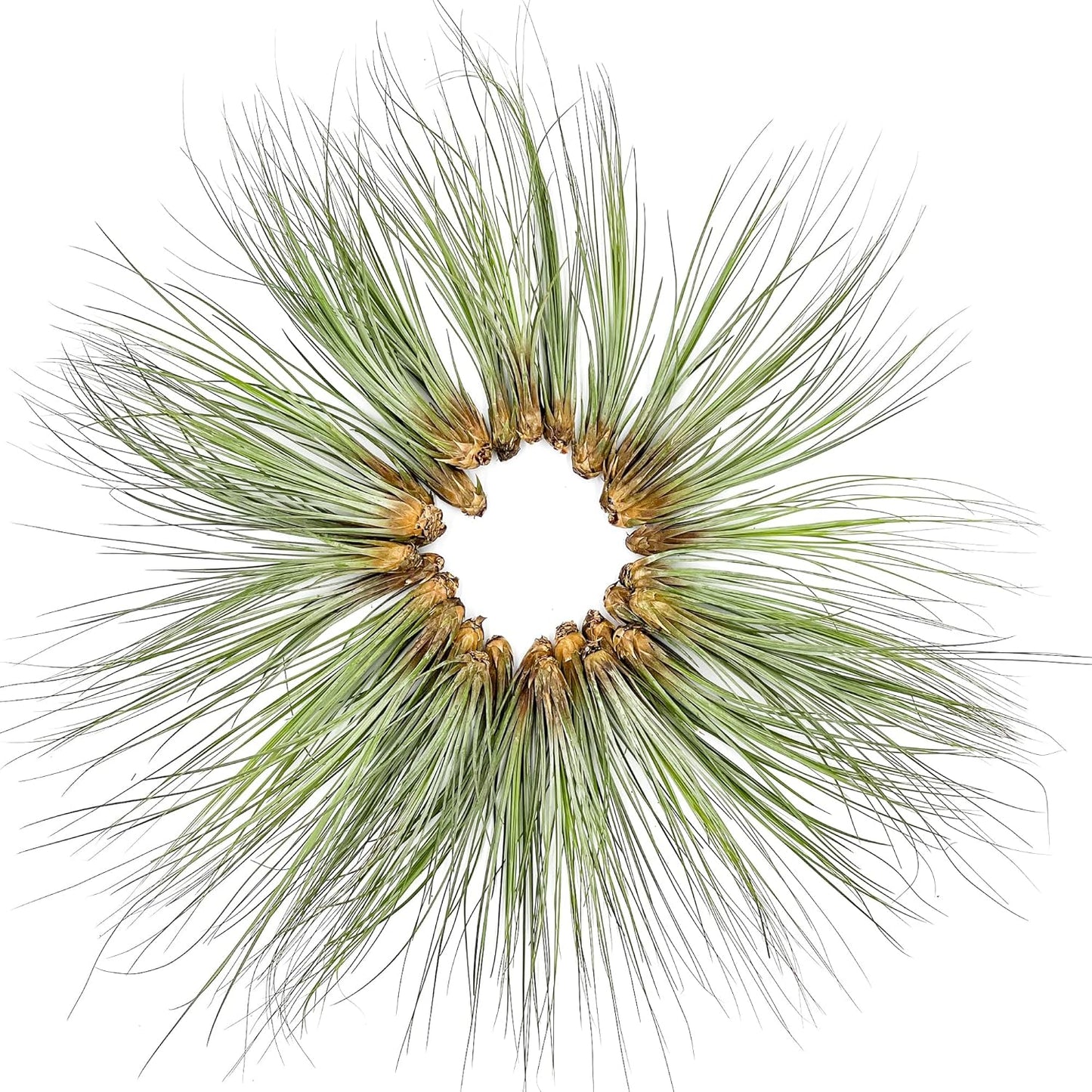 Air Plants Bulk - Tillandsia Juncea Wholesale, Jumbo 8-12" - 30ct - Live Arrival Guaranteed - House Plants for Home Decor & Gift