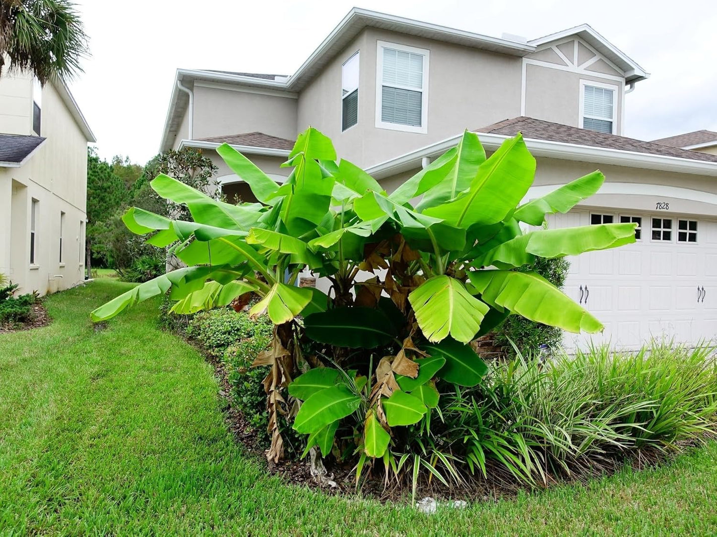 Greenwood Nursery: Live Perennial Plants - Musa Basjoo Cold Hardy Banana - [Qty: 3X Pint Pots] - (Click for Other Available Plants/Quantities)