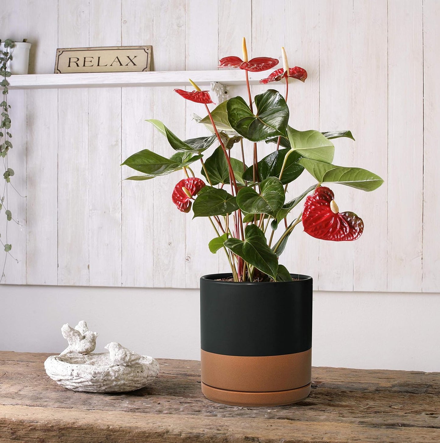 D'vine Dev Set of 2 Plants Pots, 6 Inch Ceramic Planter Pot for Plants with Drainage Hole and Saucer, Black/Speckled Tan, 94-V-C-7