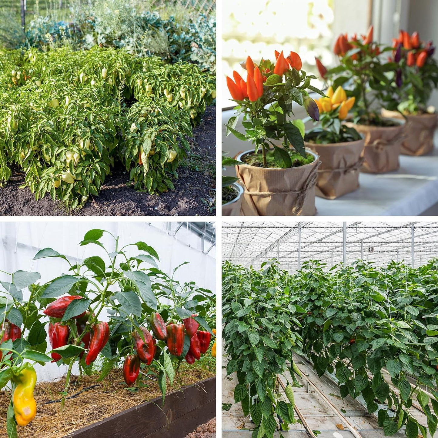 600+ Pepper Seeds, Heirloom Vegetable Seed for Planting Indoor Outdoor, 10 Varieties Hot and Bell Pepper (Capsicum Annuum) Seeds Garden Kit, Non-GMO Home Fresh Food Hydroponic Veggie Supply
