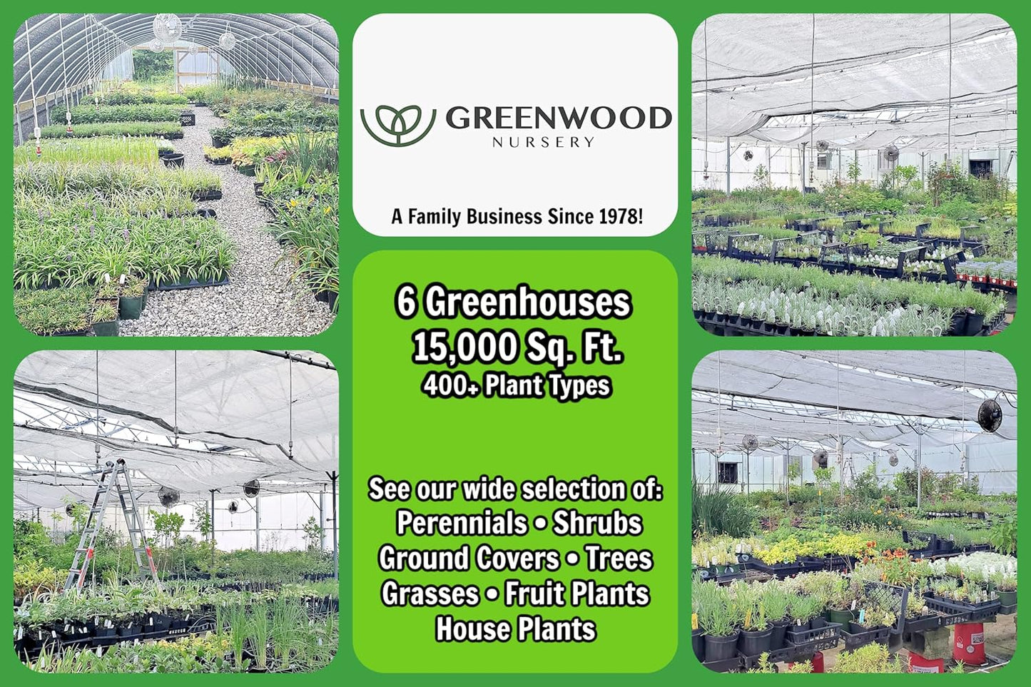 Greenwood Nursery: Live Perennial Plants - 'Junior Walkers Low' Catmint + Nepeta × Faassenii - [Qty: 3X Pint Pots] - (Click for Other Available Plants/Quantities)