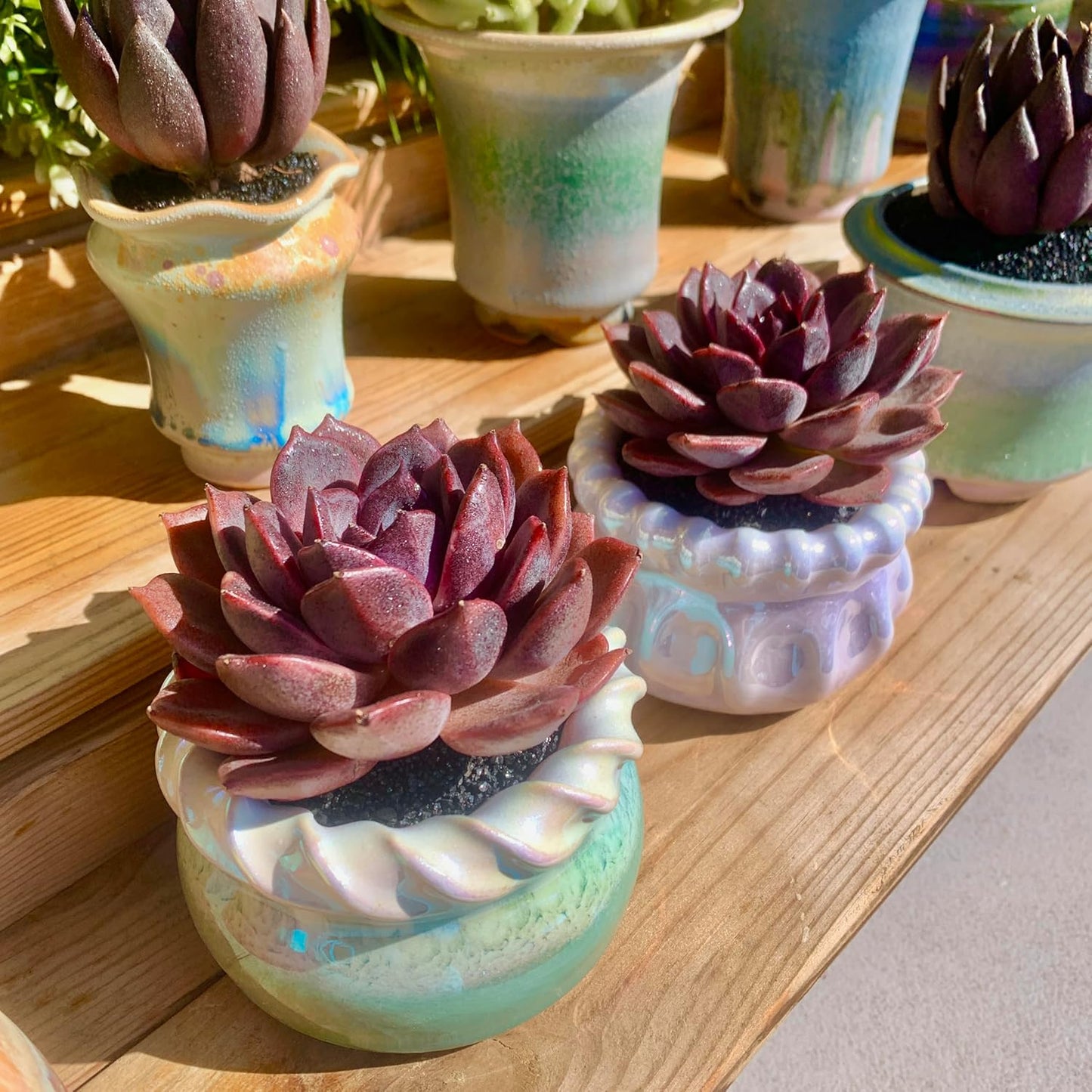 FWPP Live Succulents Plants Echeveria Black Mamba 3 inches,Rare Black Red Succulents Bare Root Without Pot Soil, Live Plants Indoor Office Decoration Wedding and Gift