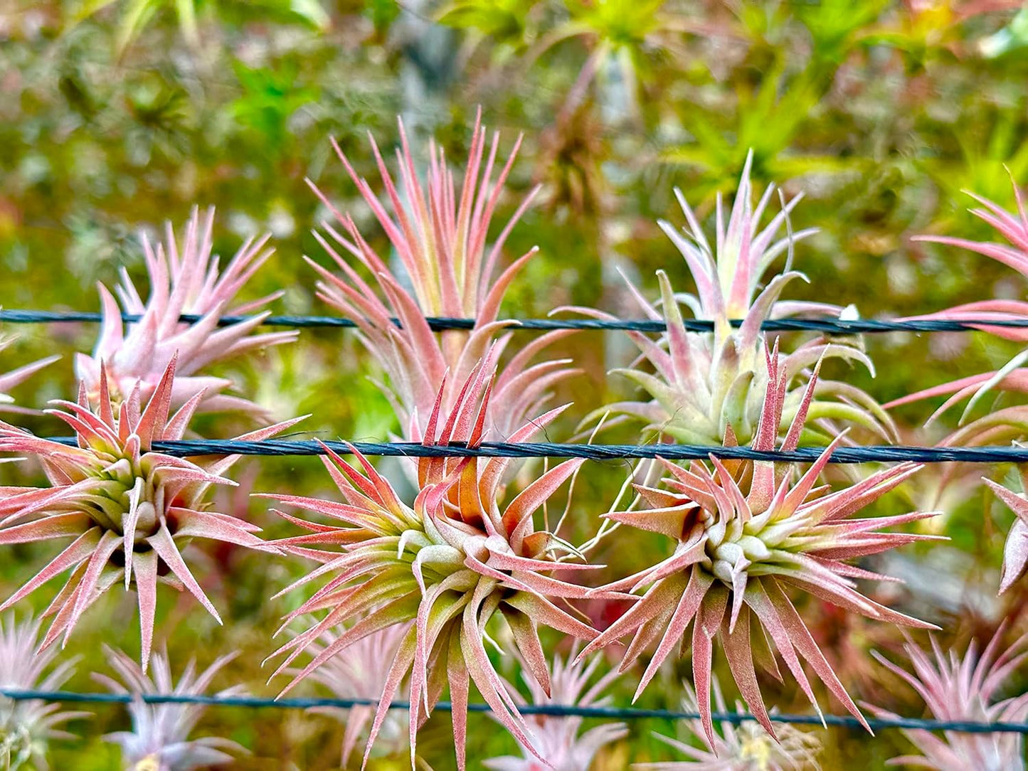 Air Plants Bulk - Tillandsia Ionantha Wholesale Pack, Regular 1-3" - 50ct - Live Arrival Guaranteed - House Plants for Home Decor & Gift