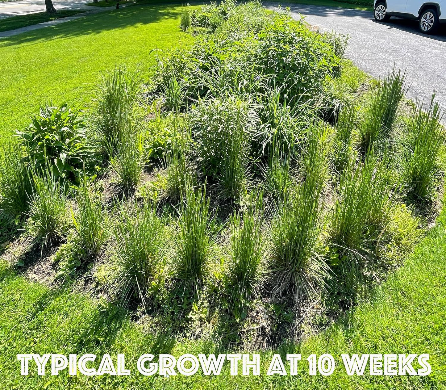 16 Live Outdoor Native Plants for Full Sun from My Home Park – Includes Aromatic Aster, Blue Mistflower, Butterfly Weed & Lanceleaf Coreopsis – Not Seeds – 4–8” Tall on Arrival – Easy to Grow